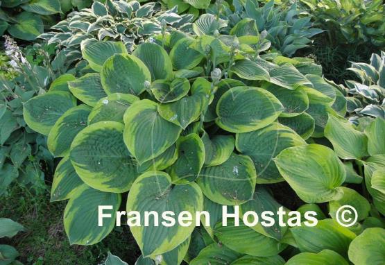 Hosta August Beauty